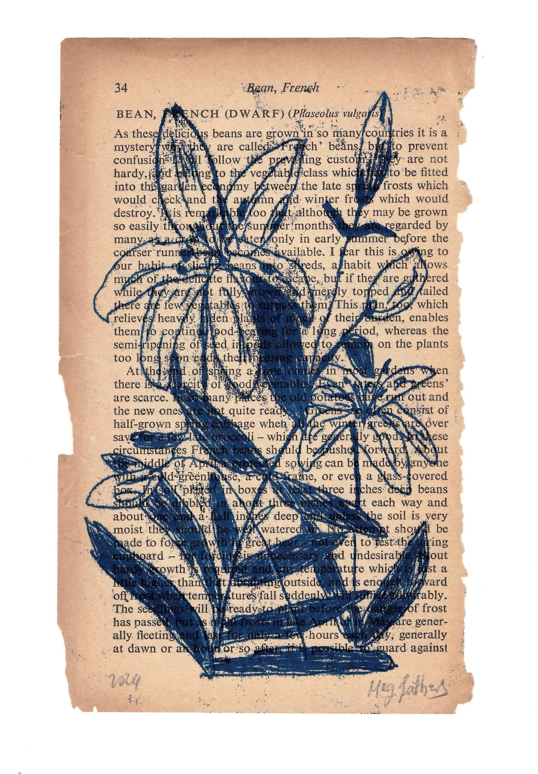 Original Monotype Flower Drawing on salvaged book paper